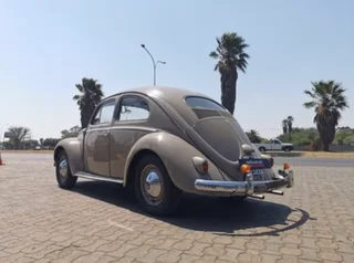 1957 Oval window beetle