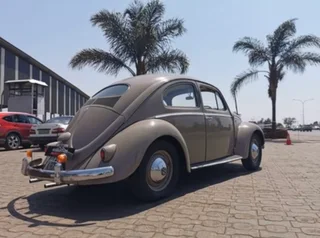 1957 Oval window beetle