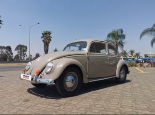 1957 Oval window beetle