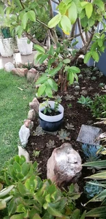 White guava plants for sale