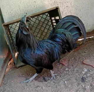 Ayam Cemani rooster