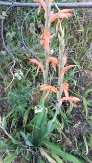 Watsonia Plants