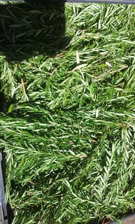 Rosemary herbs Fresh R45/kg
