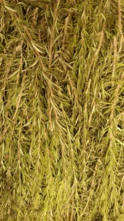 Rosemary dried R20/kg