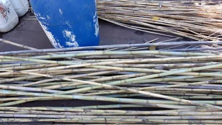 reeds - Ad posted by Swanpack