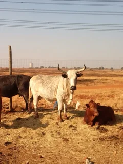 Goats, Sheep, Cattle and Chickens for Sale