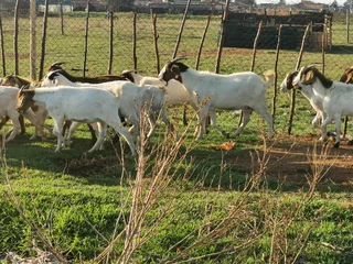 Goats, Sheep, Cattle and Chickens for Sale