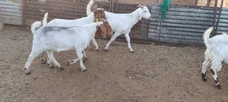 Goats, Sheep, Cattle and Chickens for Sale