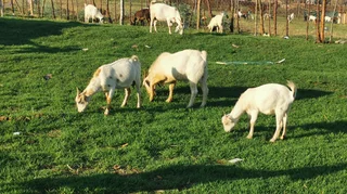 Cattle, Goats and Sheep for Sale (Stokvels are welcome)
