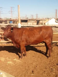 Cattle, Goats and Sheep for Sale (Stokvels are welcome)