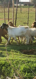 Cattle, Goats and Sheep for Sale (Stokvels are welcome)
