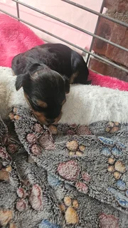 Yorkie - Ad posted by robert henning