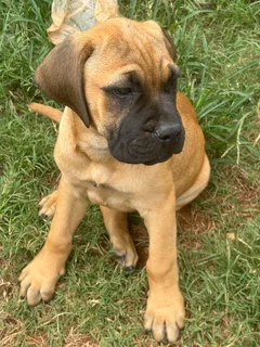 Bullmastiff puppy