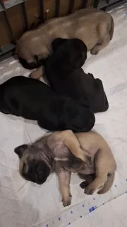 Pug Puppies For Sale