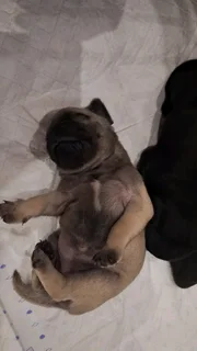 Pug Puppies For Sale