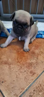 Pug Puppies For Sale