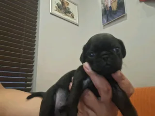 Pug Puppies For Sale
