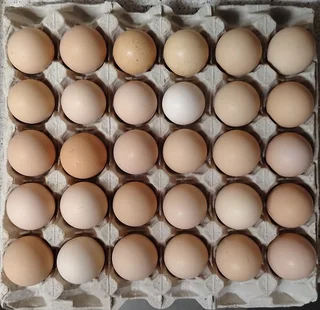 Potch Koekoek Fertile Eggs For Sale Hartbeespoort