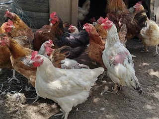 Chicken Hens For Sale Hartbeespoort