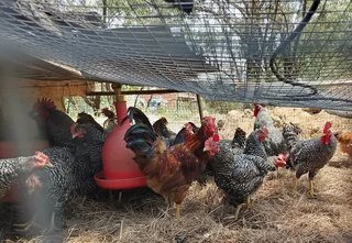 CHICKEN HENS FOR SALE HARTBEESPOORT