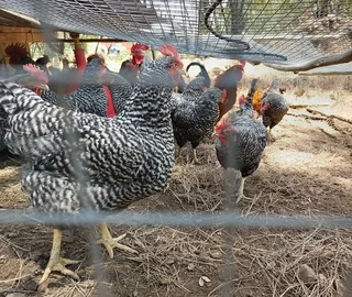CHICKEN HENS FOR SALE HARTBEESPOORT