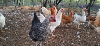 CHICKEN HENS FOR SALE HARTBEESPOORT