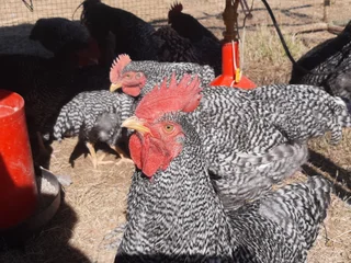 Potch Koekoek Fertile Eggs For Sale Hartbeespoort