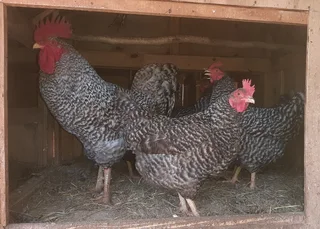 Potchefstroom Koekoek Chickens Ex Breeding Stock For Sale Hartbeespoort