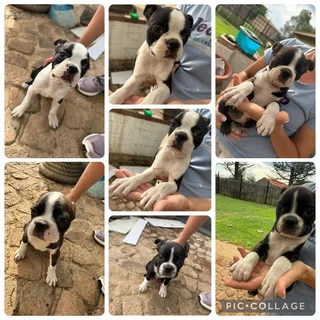 Boston terrier puppies (pure breed)