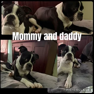 Boston terrier puppies (pure breed)