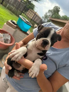 Boston terrier puppies (pure breed)