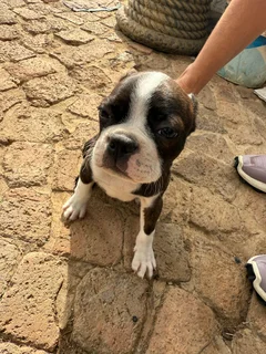 Boston terrier puppies (pure breed)