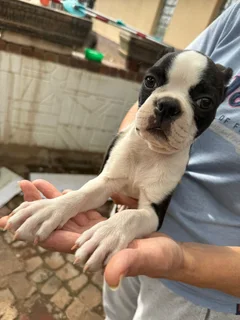 Boston terrier puppies (pure breed)