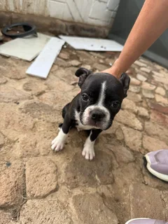 Boston terrier puppies (pure breed)