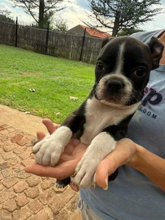 Boston terrier puppies (pure breed)
