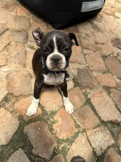 Boston terrier puppies