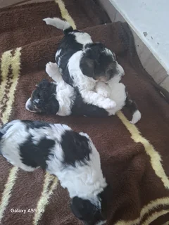 Wired haired fox terriers