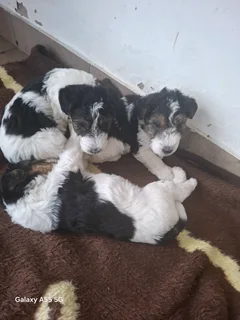 Wired haired fox terriers