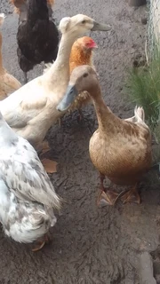 Runner ducks