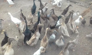 Runner ducks