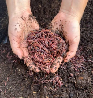 Red Wrigler Compost Earthworms