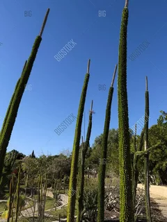 Alluaudia Procera Plants