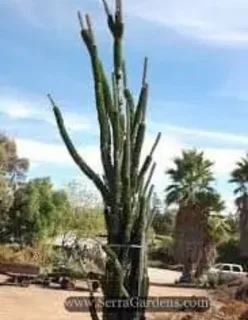 Alluaudia Procera Plants