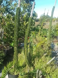 Alluaudia Procera Plants