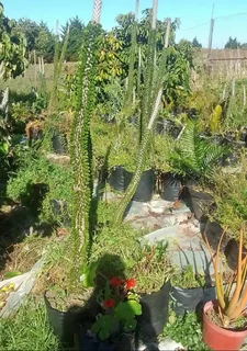 Alluaudia Procera Plants