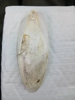 Cuttlebone is a natural calcium source for birds, turtles, chinchillas