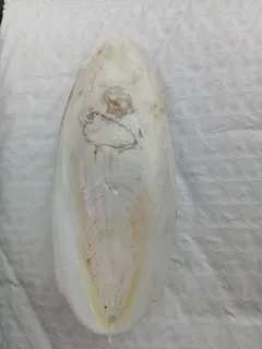 Cuttlebone is a natural calcium source for birds, turtles, chinchillas