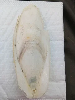 Cuttlebone is a natural calcium source for birds, turtles, chinchillas