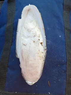 Cuttlebone is a natural calcium source for birds, turtles, chinchillas