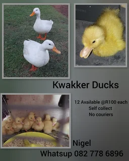 Ducks - Ad Posted By Pomeranian Lover